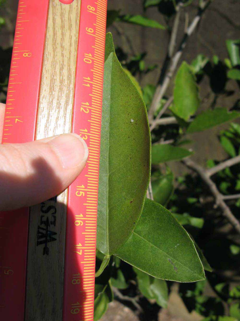              Unifoliolate leaf (Winter Haven, FL)       